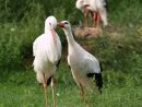 Vogelpark Marlow